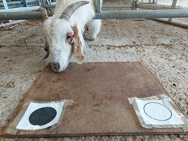 In the first study of its kind, experts from the University of Aberystwyth tested the ability of three animals - sheep, alpacas and goats - to process information