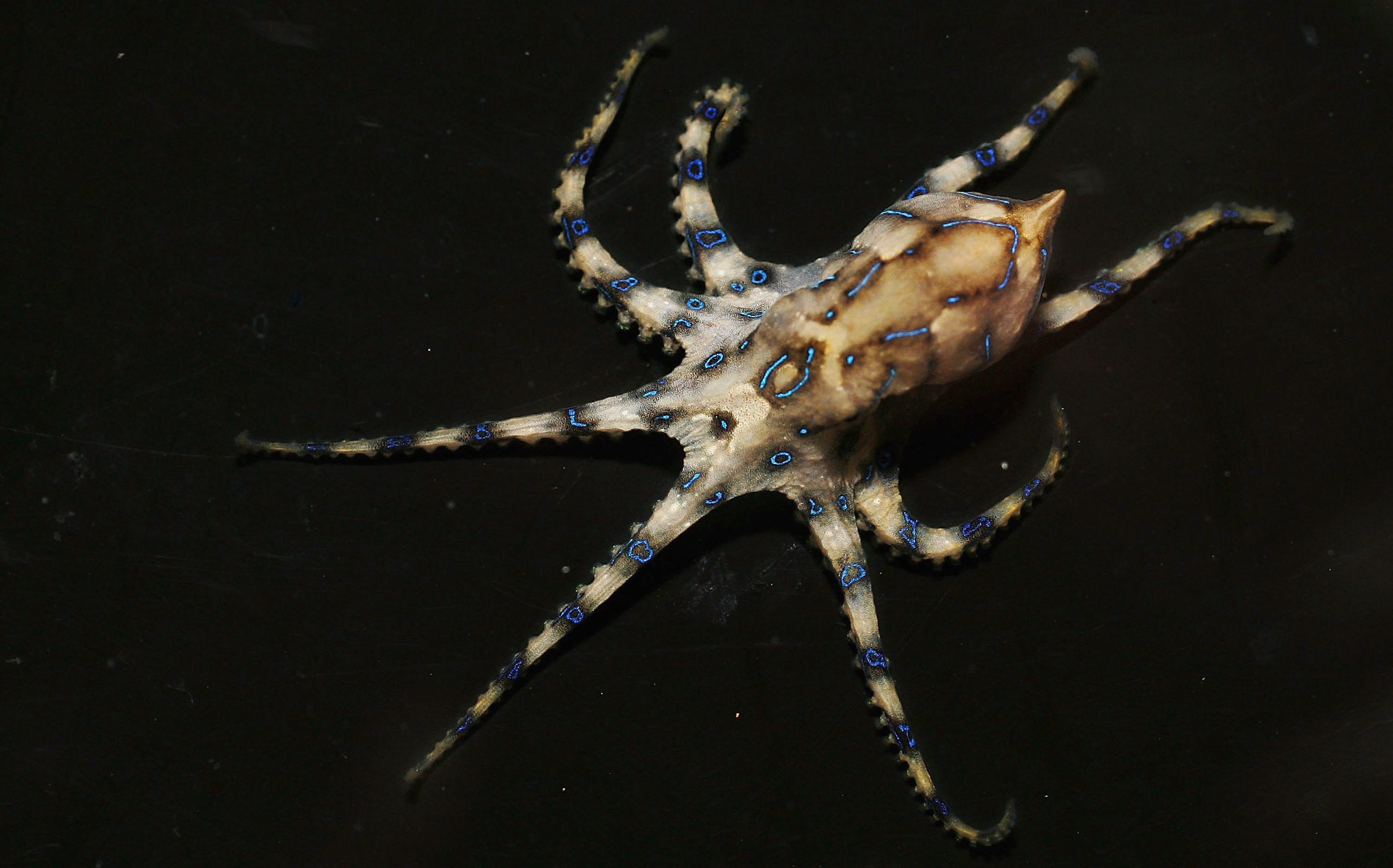 A Blue Ring Octopus pictured at Oceanworld Aquarium, Sydney