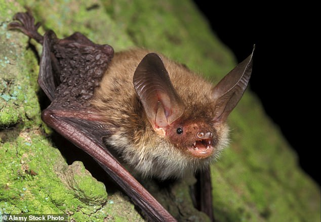 The new coronaviruses were discovered after swabbing the noses and rectums of 15 different bat species