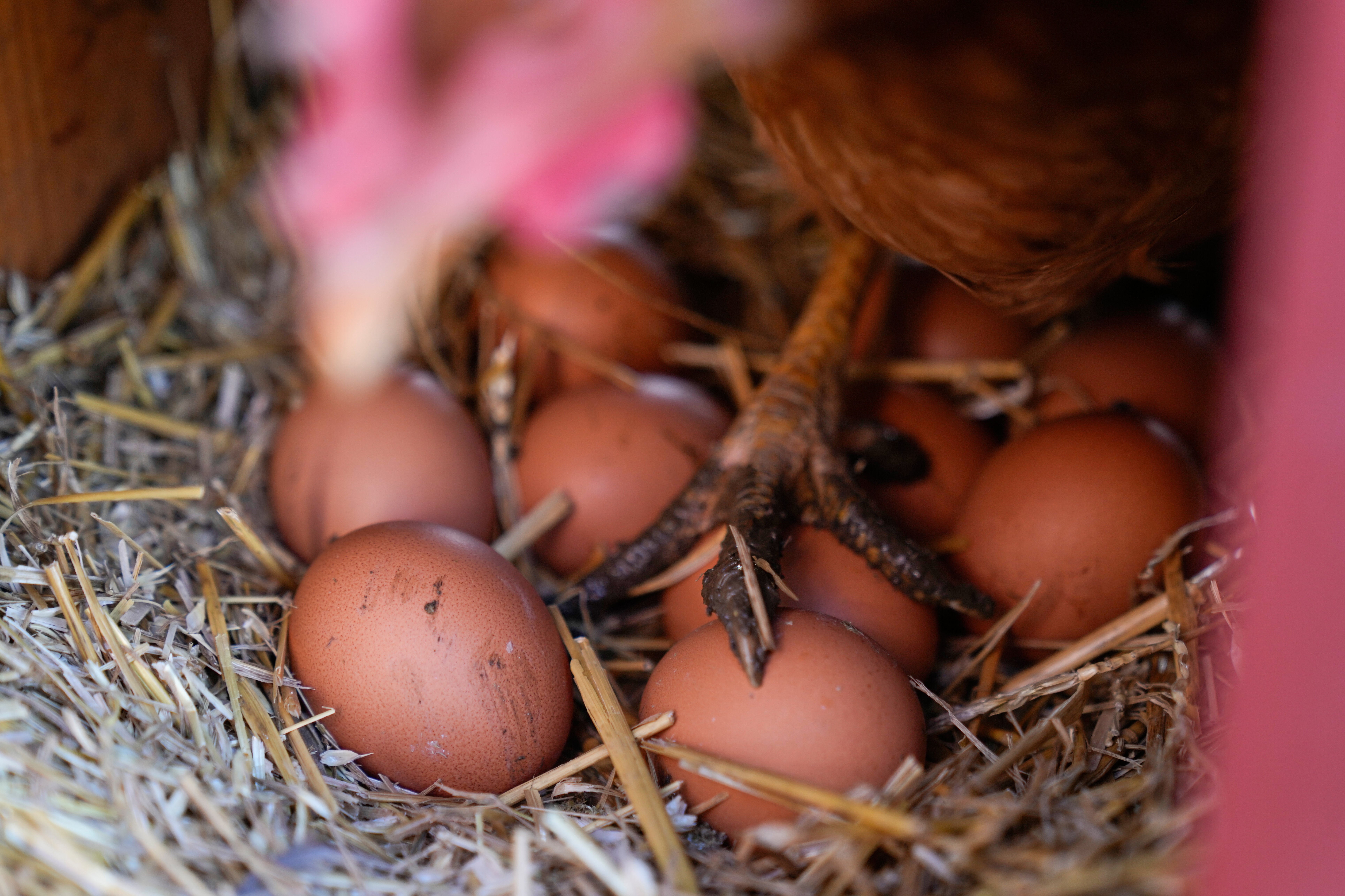 Hundreds of eggs were used to reveal the findings