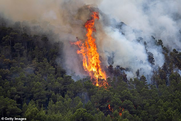 Large flames leap from the trees as a wildfire burns through forested areas in Tarragona