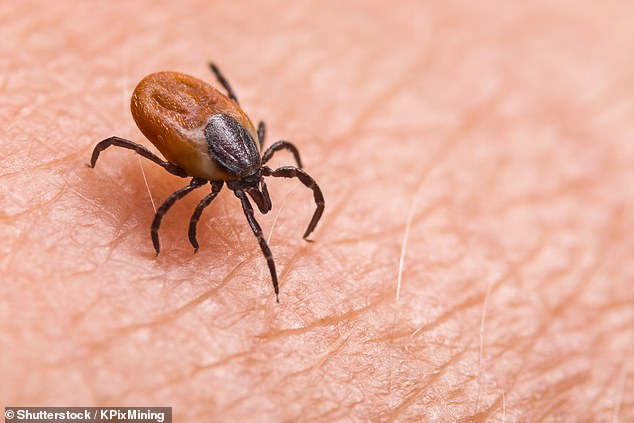 'Vulnerable and desperate' patients are being misdiagnosed by profit-focused private clinic as having with Lyme disease, a condition spread by tick bites, doctors have warned