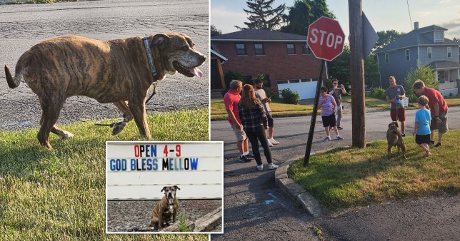 Neighbourhood joined dying dog on his 'final walk' after his owner sent out heartbreaking invite