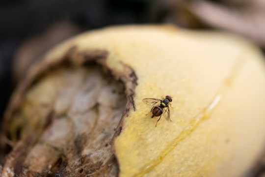 Common fruit fly on mango. (Drosophila melanogaster)