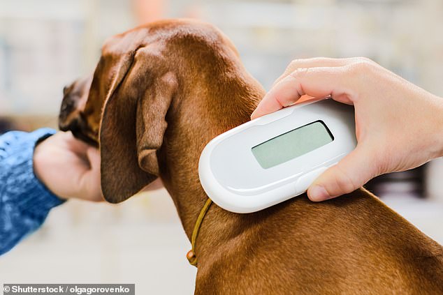 A microchip about the size of a grain of rice can be inserted under the skin so that a vet can scan an animal and find out who its owner is. But veterinarians are not supposed to treat people