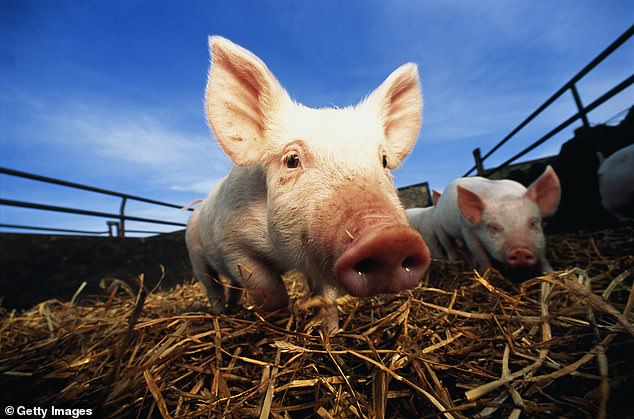 Symptoms of swine flu — which sparked a pandemic that raced around the world in 2009 — mirror those of regular flu and Covid. But it doesn't spread easily between humans. Most cases occur among people exposed to infected pigs, such as any visitors of country fairs and farmers. Swine flu cases surge in pigs in autumn and winter