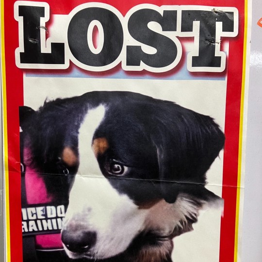 A ranger remembered a lost dog poster that was used to reunite Nova with her owner 
