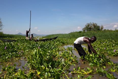 A man pulls up water hyacinth, which as carpeted the surface of the lake, as two people pass in a canoe in the background