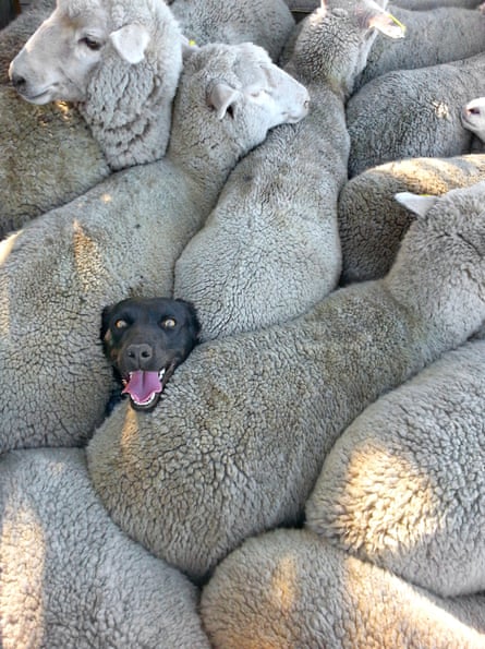 A black dog’s head sticking out from among a flock of sheep tightly squeezed together so you can’t see the rest of the dog
