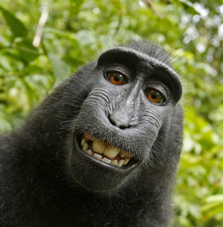 A crested macaque grinning in a photo it took itself