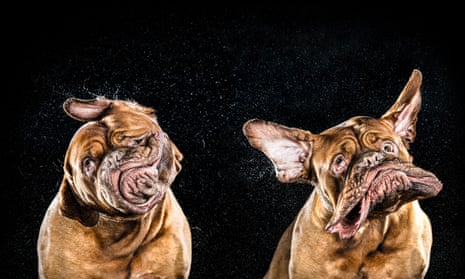 Two shots side by side of a dog caught in the middle of a big shake, with its ears and jowls flapping