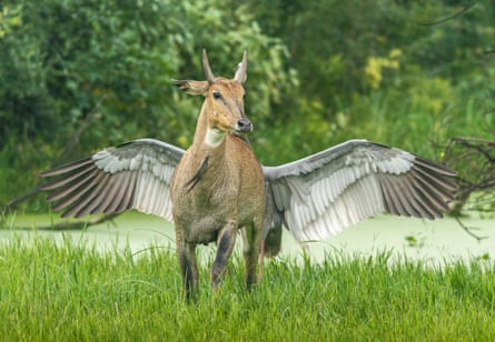 An antelope standing in long grass with trees behind, and a crane standing immediately behind it with its wings out so it looks as if the antelope has wings