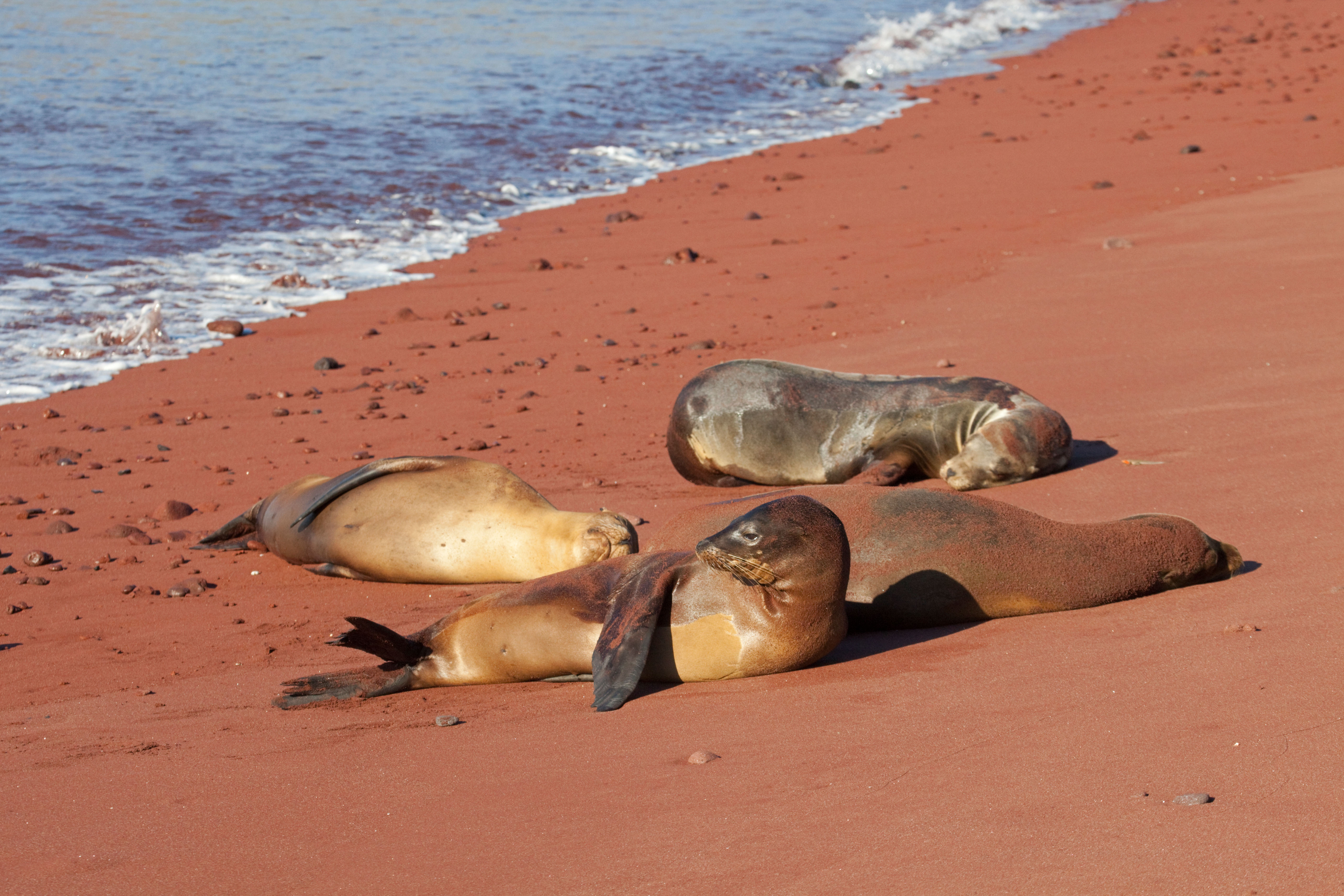 Rabida Island is also home to a colony of sea lions