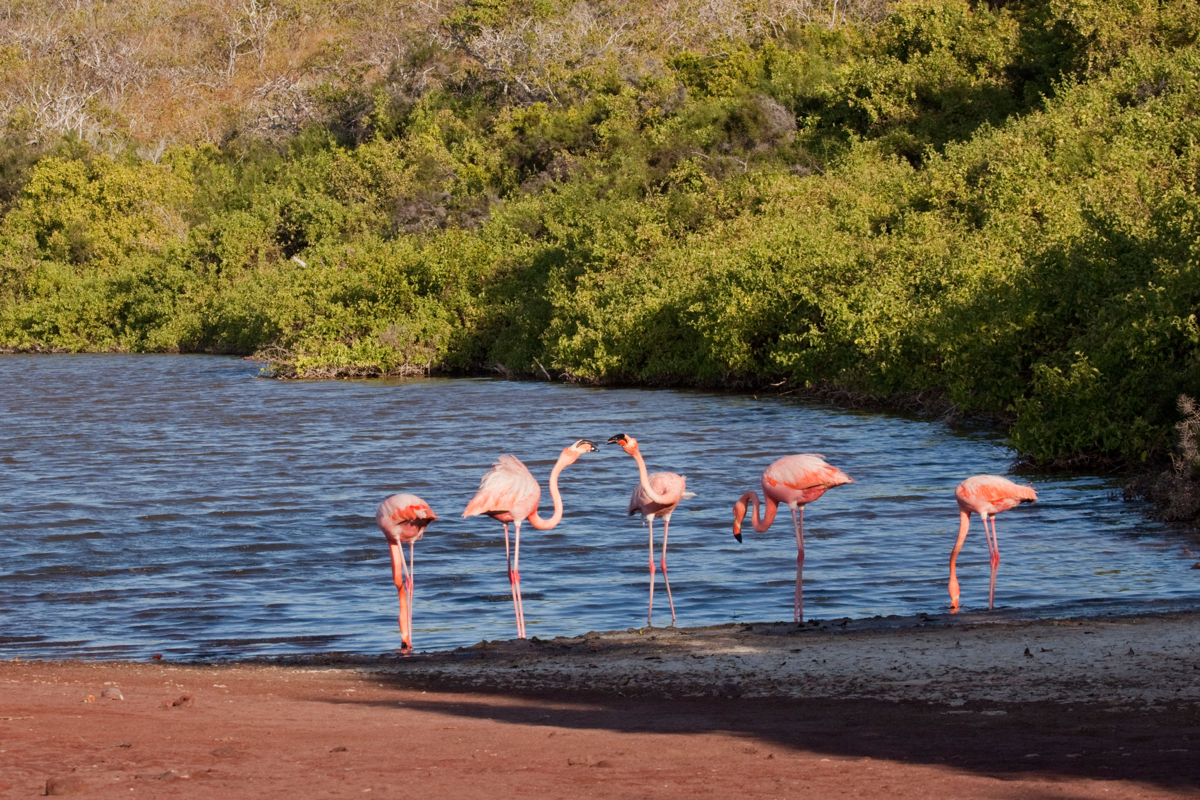 A lagoon behind the beach is home to flamingos