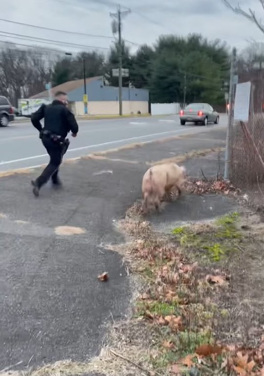 The pig was caught after a 30-minute pursuit