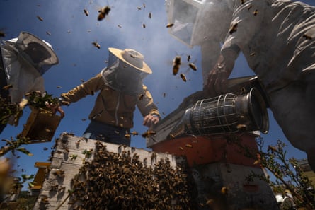 Beekeepers in Rafah lift honeycombs from a beehive after using smoke to calm the bees, during the honey harvest along the Gaza Strip’s border with Israel, 27 April