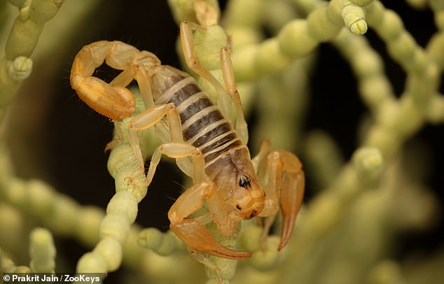 Scientists have secured 29 specimens of a brand new species of venomous scorpion, one with uniquely thick 'scalloped' claws, after a dedicated civilian researcher first discovered one out in California's San Joaquin Desert. 'They were in a very unusual location,' one researcher said