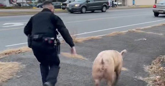 A pig named Albert Einswine escaped from a farm in New Jersey on Tuesday 