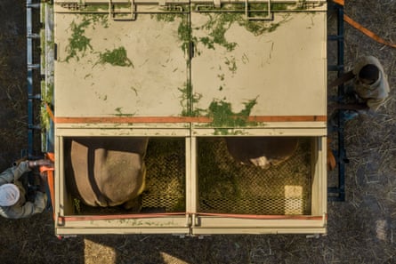 One of the black rhinos seen from above in a crate in Zakouma national park in Chad