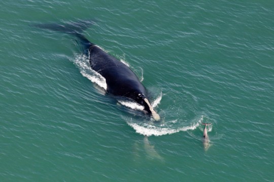 North Atlantic Right Whale