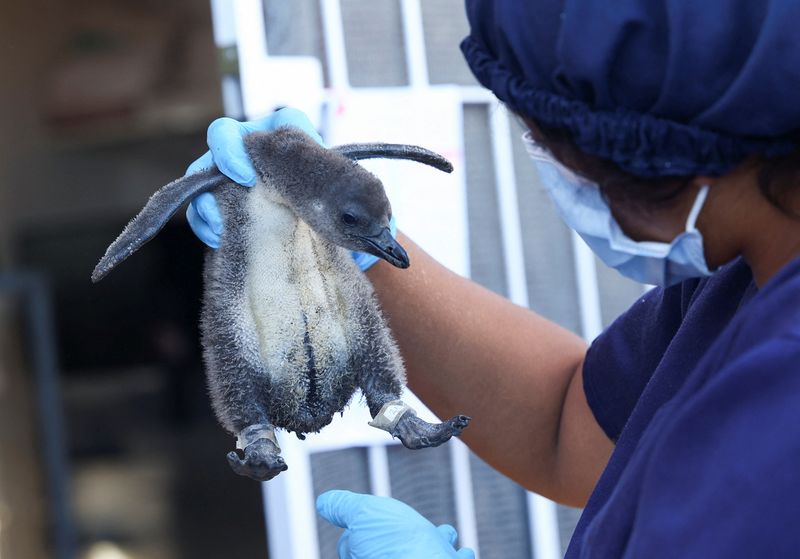 © Reuters. A penguin carer holds a chick at South African Foundation for the Conservation of Coastal Birds rehabilitation centre, where the centre has been incubating over 200 eggs of the endangered African penguin that were rescued from two penguin colonies, since the start of the year and they are soliciting donations by inviting people to 
