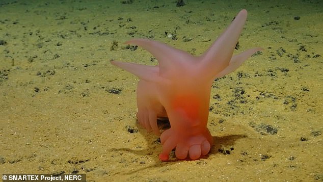 The latest finds of London's Natural History Museum working with the SMARTEX seabed mining impact study includes the pink 'Barbie pig' ¿ an sea cucumber that forages along the ocean floor for dead plankton, called 'marine snow' or more technically 'phytodetritus'