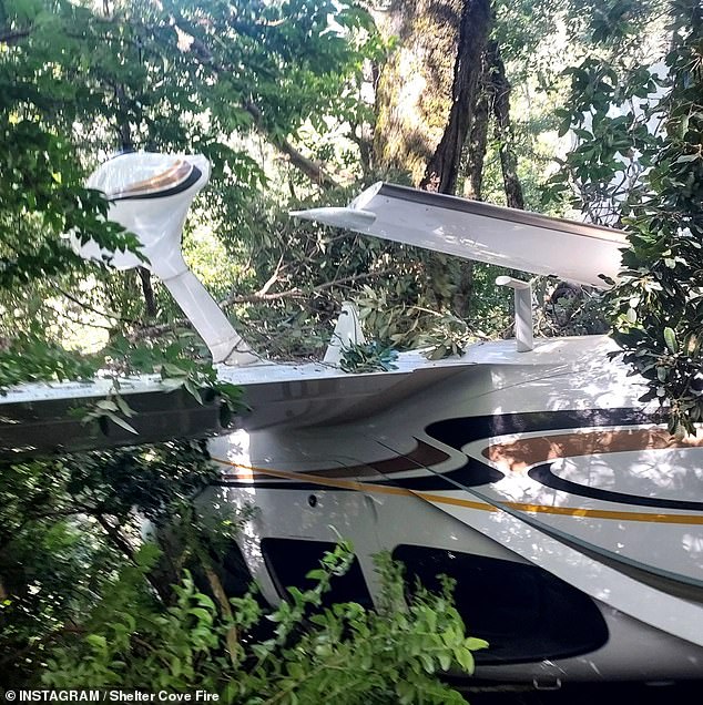 The four-seat plane came to rest in a tree before crashing to earth upside-down