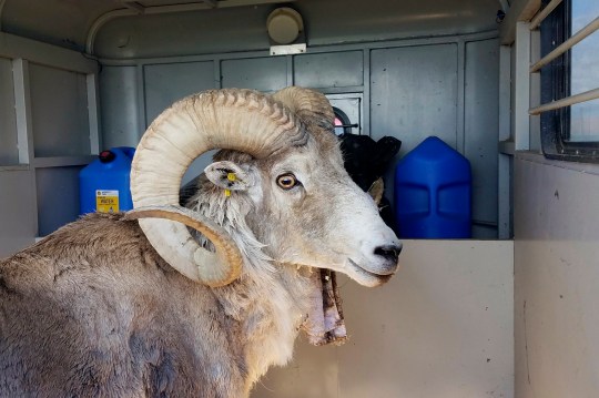 This undated handout photo provided by the Montana Fish Wildlife and Parks, shows a sheep nicknamed Montana Mountain King that was part of unlawful scheme to create large, hybrid species of wild sheep for sale to hunting preserves in Texas. A Montana man pleaded guilty on Tuesday, March 12, 2024, to federal wildlife trafficking charges in the case. (Montana Fish Wildlife and Parks via AP)