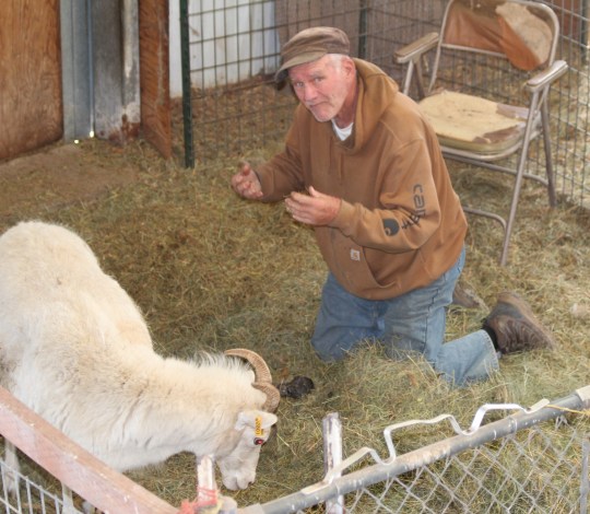13196849 Montana rancher, 80, pleads guilty to creating huge 'franken-sheep' out of cloned Marco Polo ram semen from Kyrgyzstan and his mountain ewes to make massive new breed for hunting