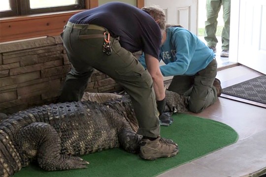 In this photo provided by the New York Department of Environmental Conservation, DEC officers secure an 11-foot (3.4-meter) alligator for transport after it was seized from a home where it was being kept illegally in Hamburg, N.Y., on Wednesday, March 13, 2024. The home's owner had built an addition and installed an in-ground swimming pool for the 30-year-old alligator, which has blindness in both eyes and spinal complications, among other health issues. (New York DEC via AP)