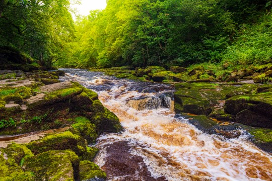 The strid at Bolton Abbey on the River Wharfe in Wharfedale, North Yorkshire, England