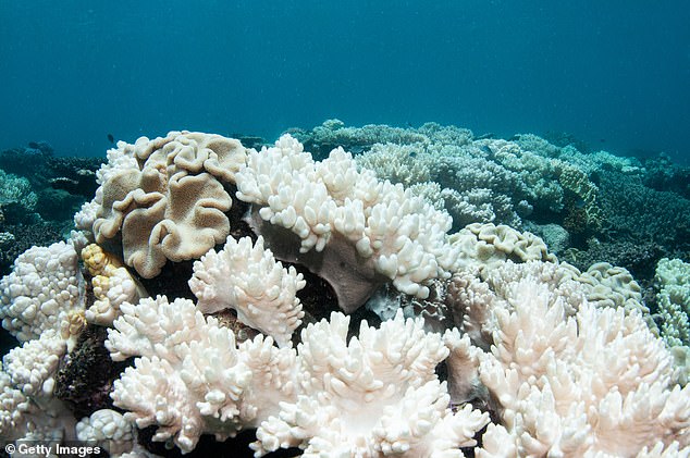 When the ocean environment changes - if it gets too hot, for instance - coral stresses out and expels algae which makes it turn white. Pictured, coral bleaching on the Great Barrier Reef during a mass bleaching event in 2017