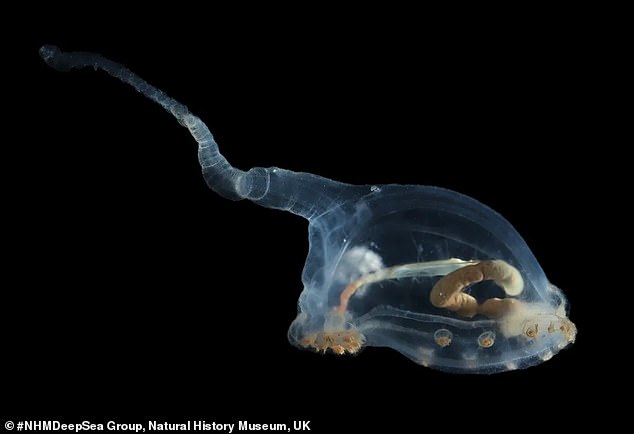 While the alien-like and perfectly translucent sea pig, dubbed a 'unicumber,' has been photographed before in previous 'seabed imagery surveys,' a physical sample of the species had not yet been collected - nor had the creature been photographed in high definition before