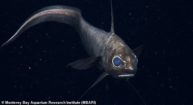 The rattail fish, with its large blue eyes (pictured), is known to have powerful senses for hunting food in the dark depths of the ocean where, as one marine biologist notes, 'food is so limited'