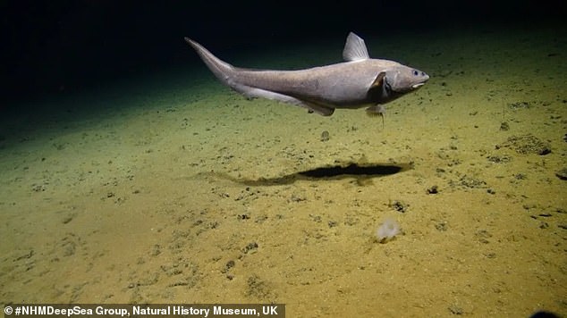 One of the deepest-dwelling vertebrates known to science, the 'Rattail fish' also found in the CCZ remains poorly understood because samples of the rare fish's larvae are hard to come by