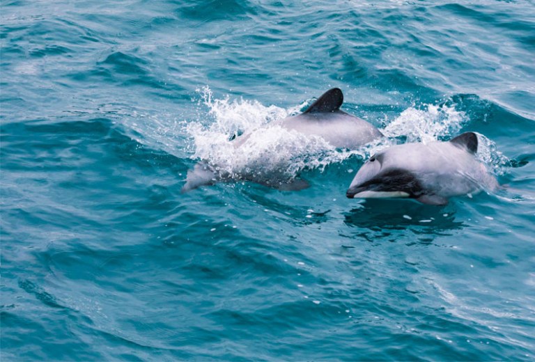 Māui dolphins