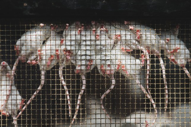 Several white mice hanging in a row on the bars of their cage in Yogjakarta's bird market.