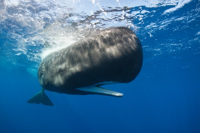 A sperm whale