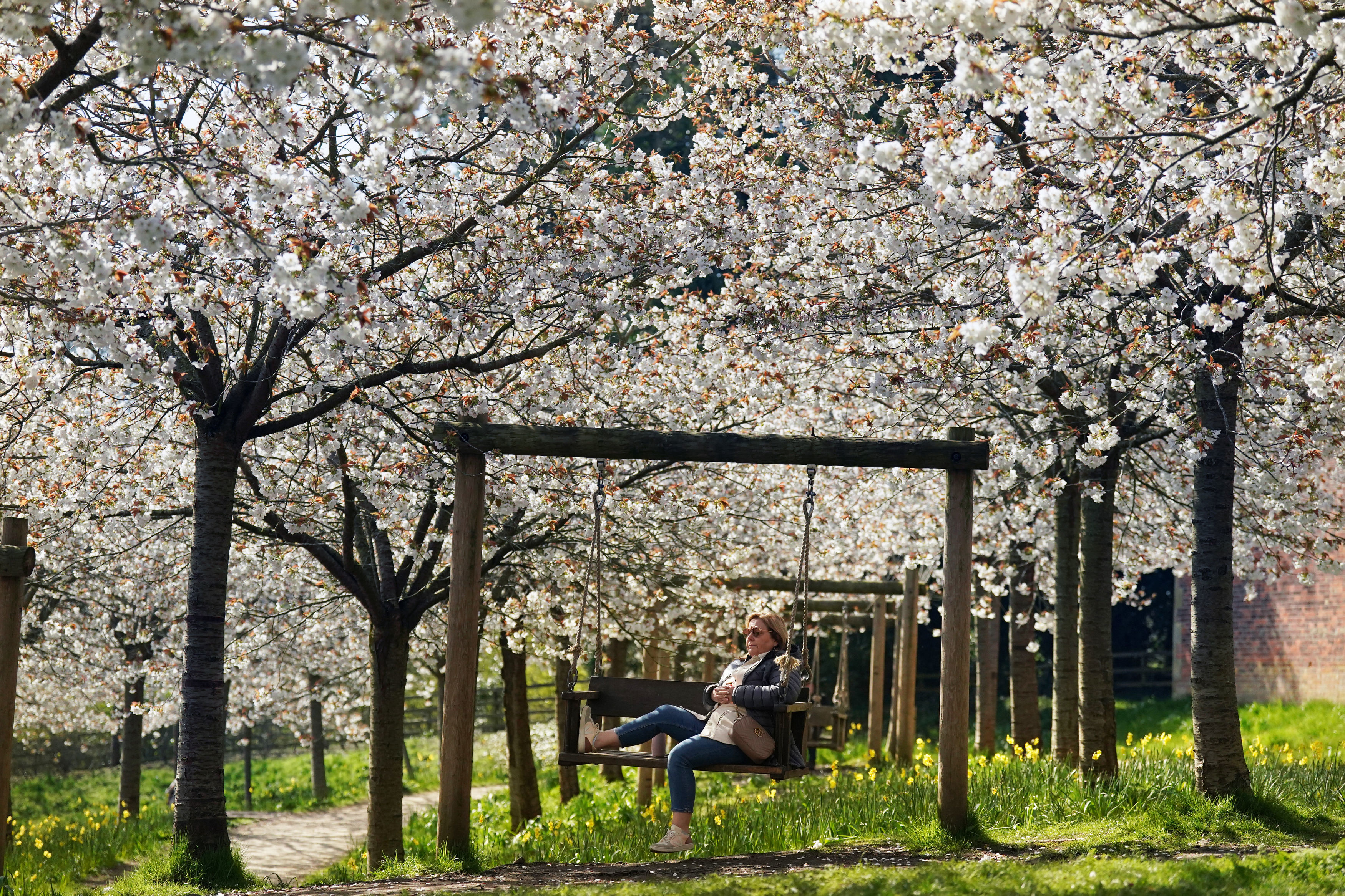 The Alnwick Garden's Japanese cherry orchard is the largest in the world