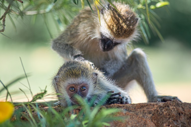two monkeys outside a safari lodge