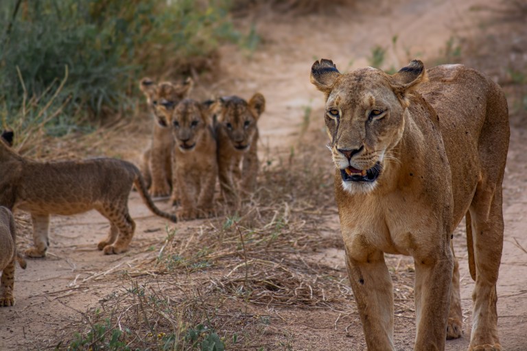 a lioness and her cubs