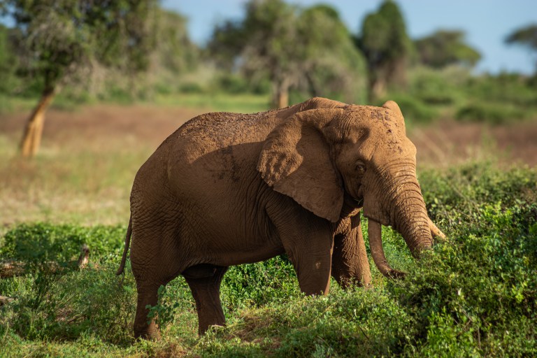 an elephant in tsavo west national park