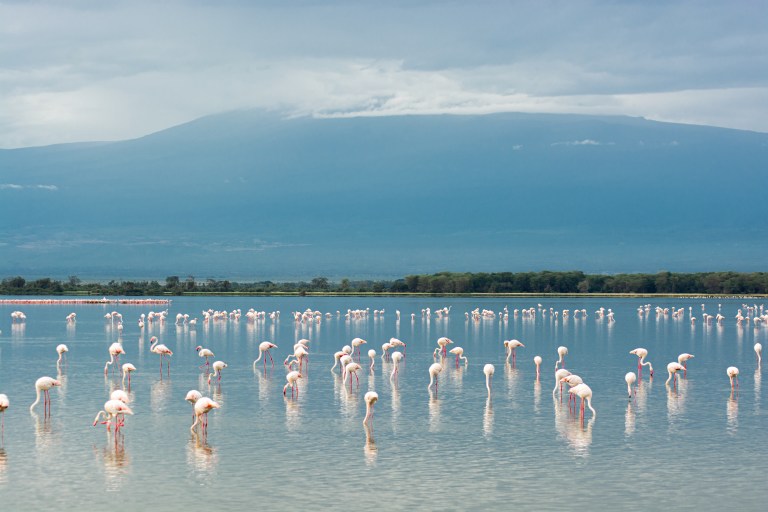 Flamingos in front of Mt Kilimanjaro