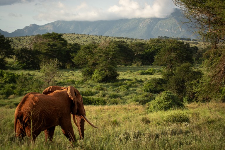 an elephant in tsavo east national park