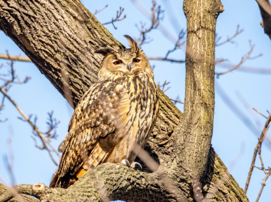 Flaco,The Central Park Escaped Eurasian Eagle Owl,Central Park,United States,USA
