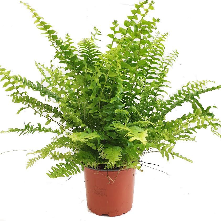 Boston Ferns are known for their lush feathery fronds