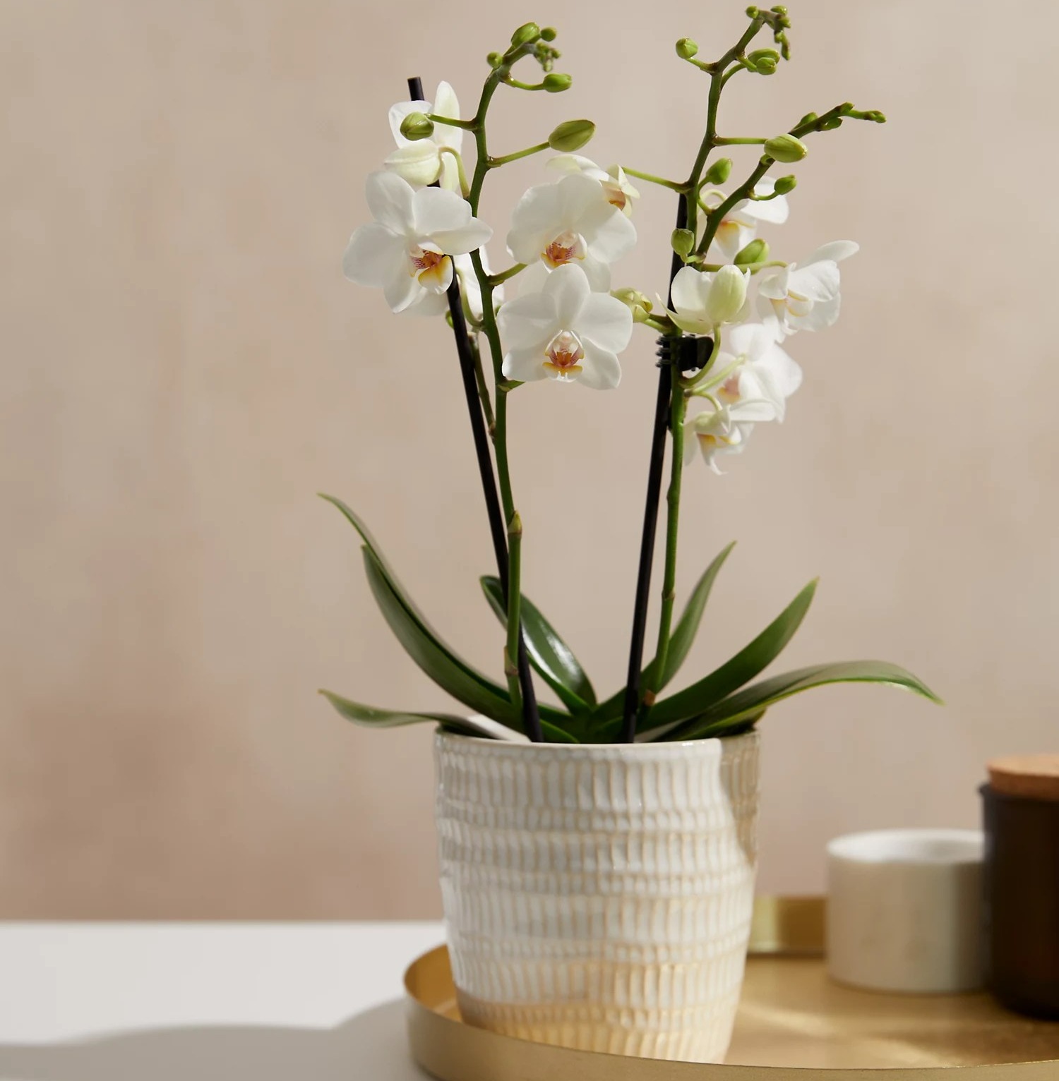 Orchids are a more decorative choice