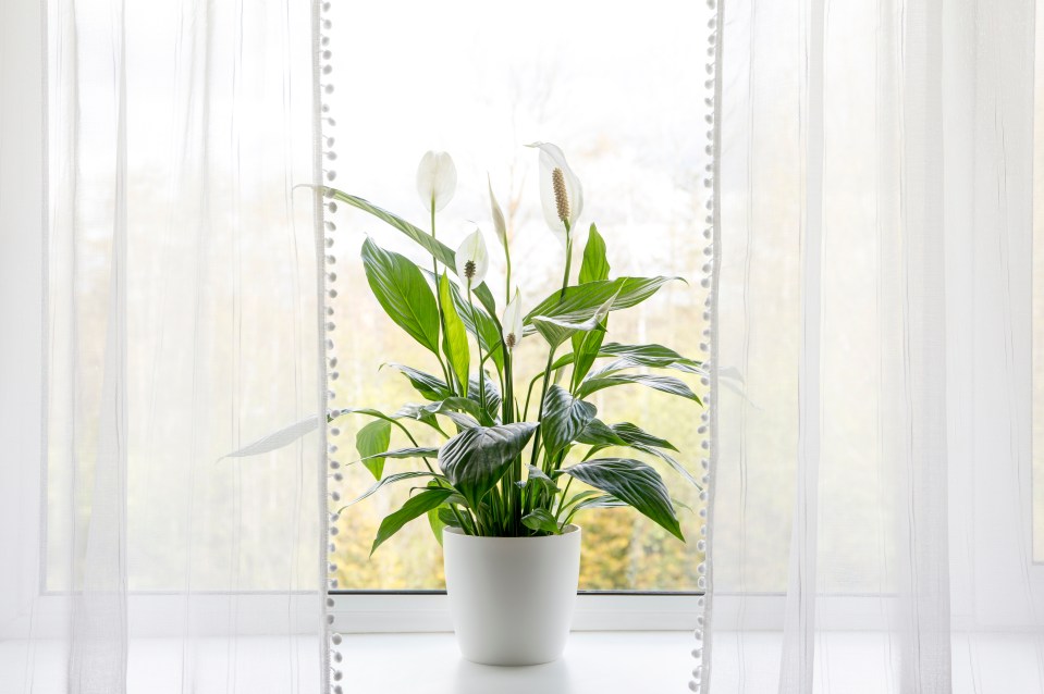 Peace Lily plants absorb water in the air through their leaves