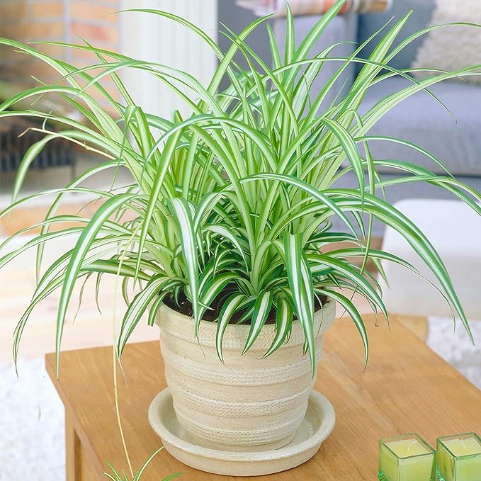 Spider plants are easy to care for