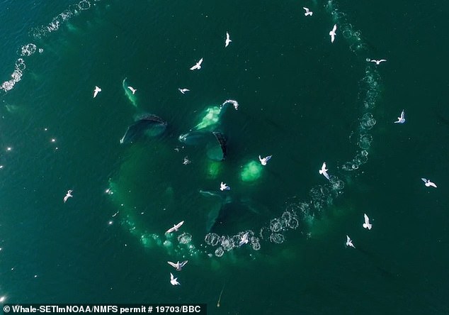 Whale pods swim in circles to capture their prey, and researchers are trying to understand how they communicate during this process